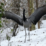 Zoo Brno rozšířila ptačí kolekci o vzácné a ohrožené druhy